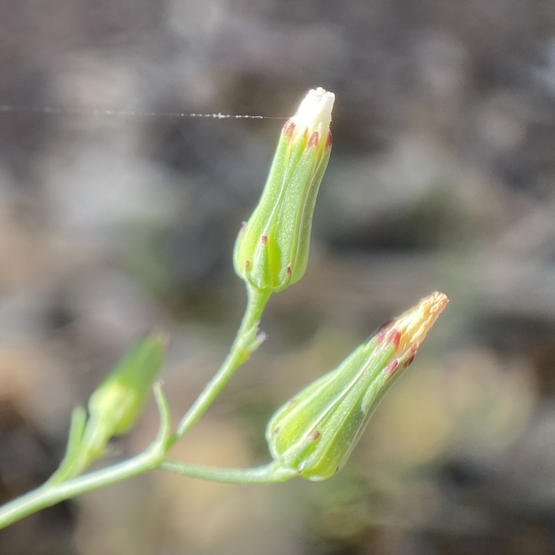 Stebbins' Desertdandelion photo 3