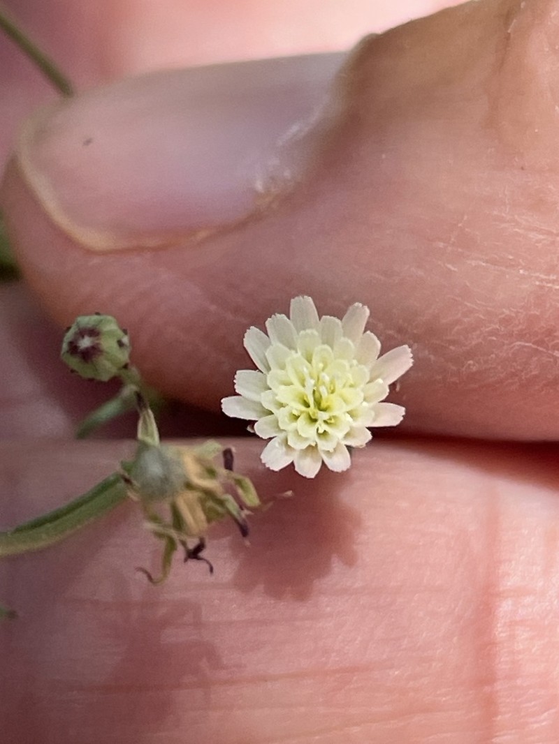 Stebbins' Desertdandelion photo 4