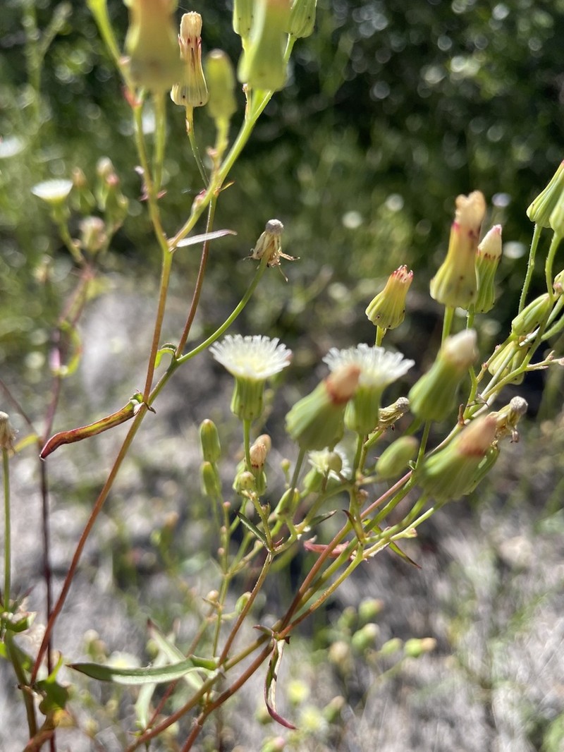Stebbins' Desertdandelion photo 5