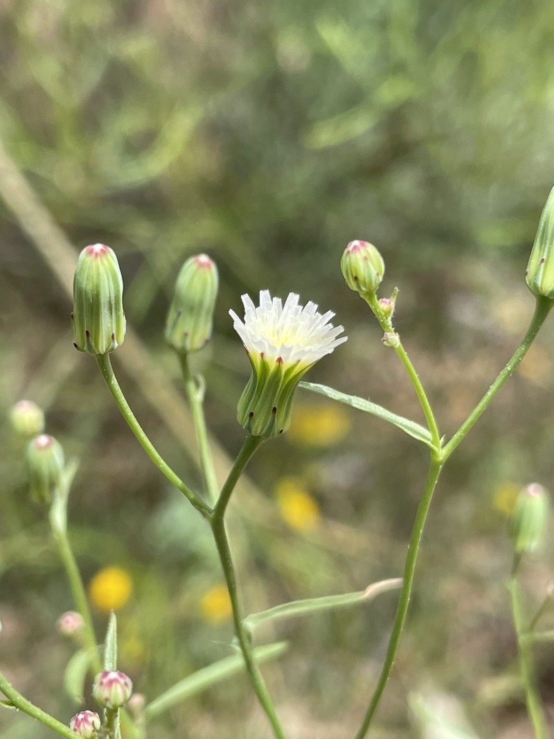 Stebbins' Desertdandelion photo 6