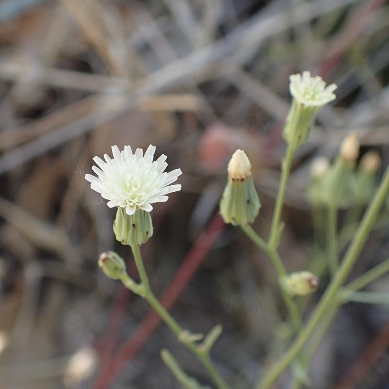 Stebbins' Desertdandelion photo 7