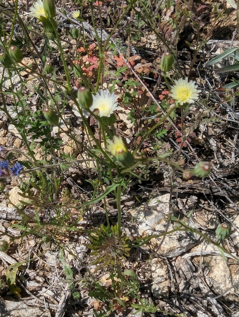 Stebbins' Desertdandelion photo 8