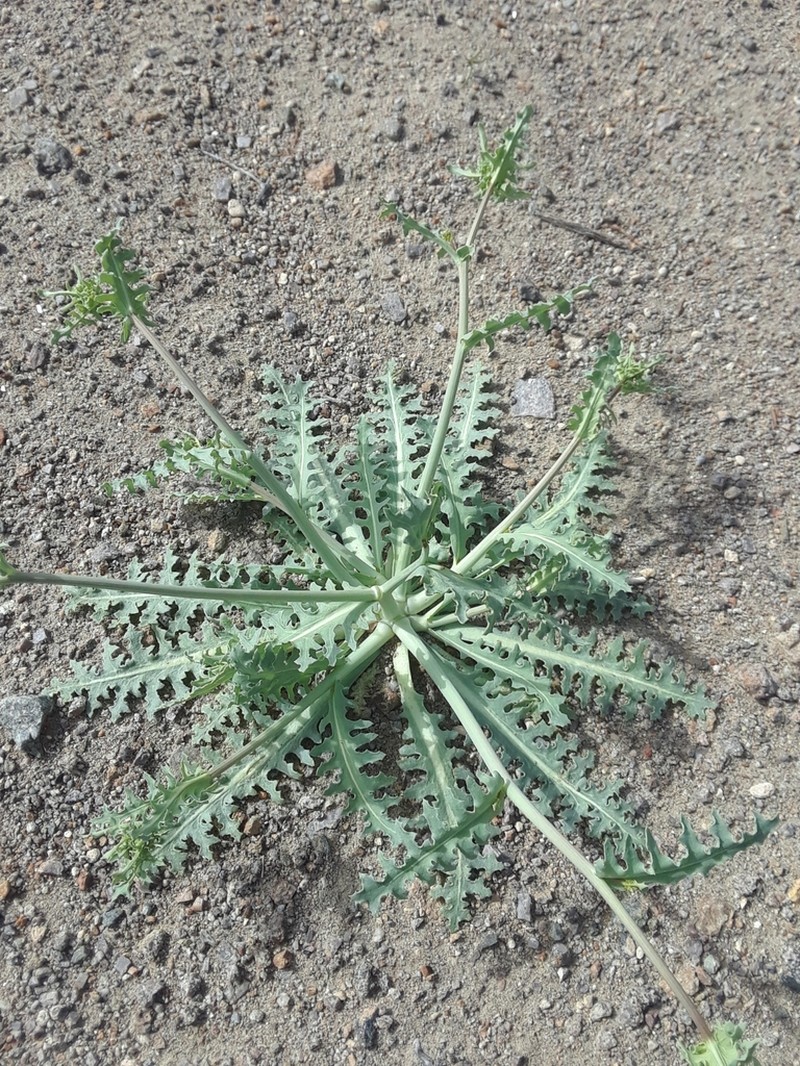 Torrey's Desertdandelion