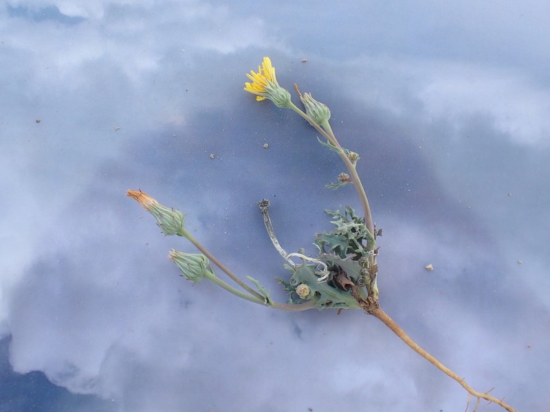 Torrey's Desertdandelion photo 2
