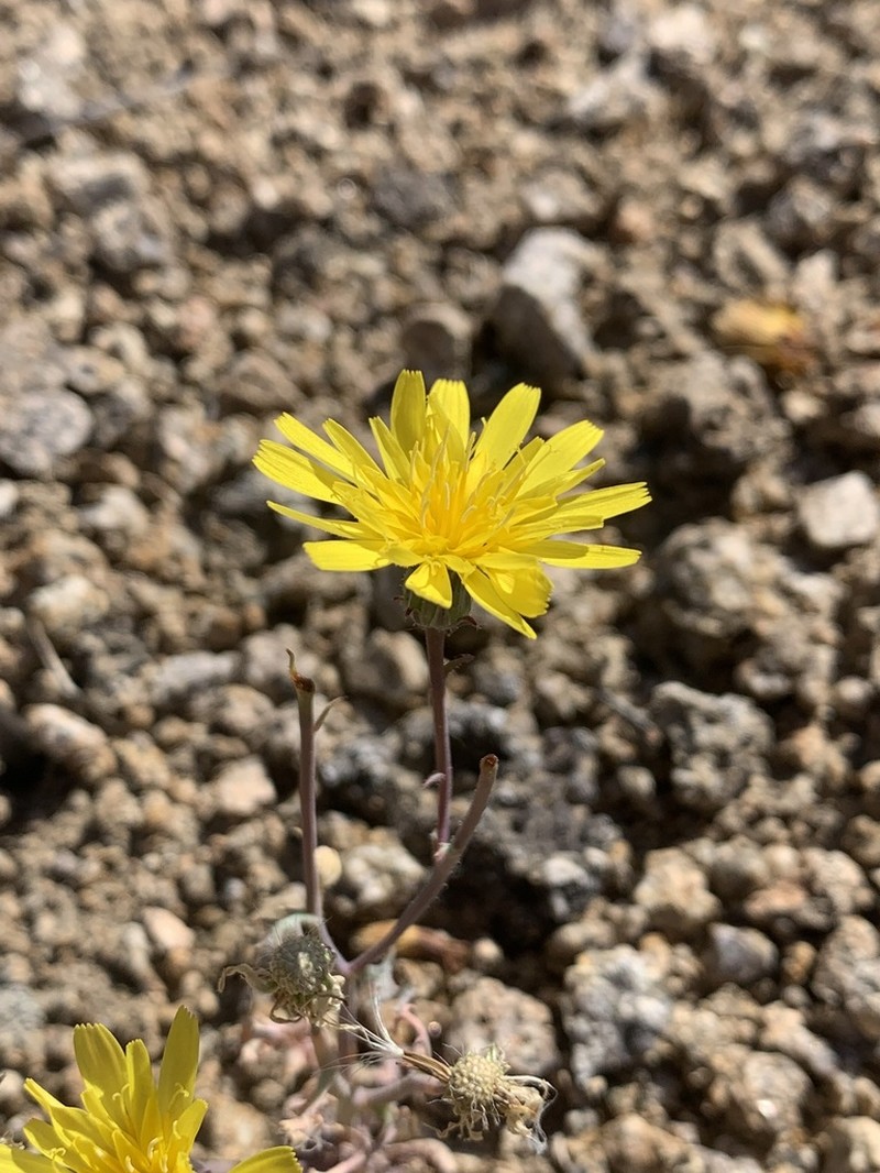 Torrey's Desertdandelion photo 3