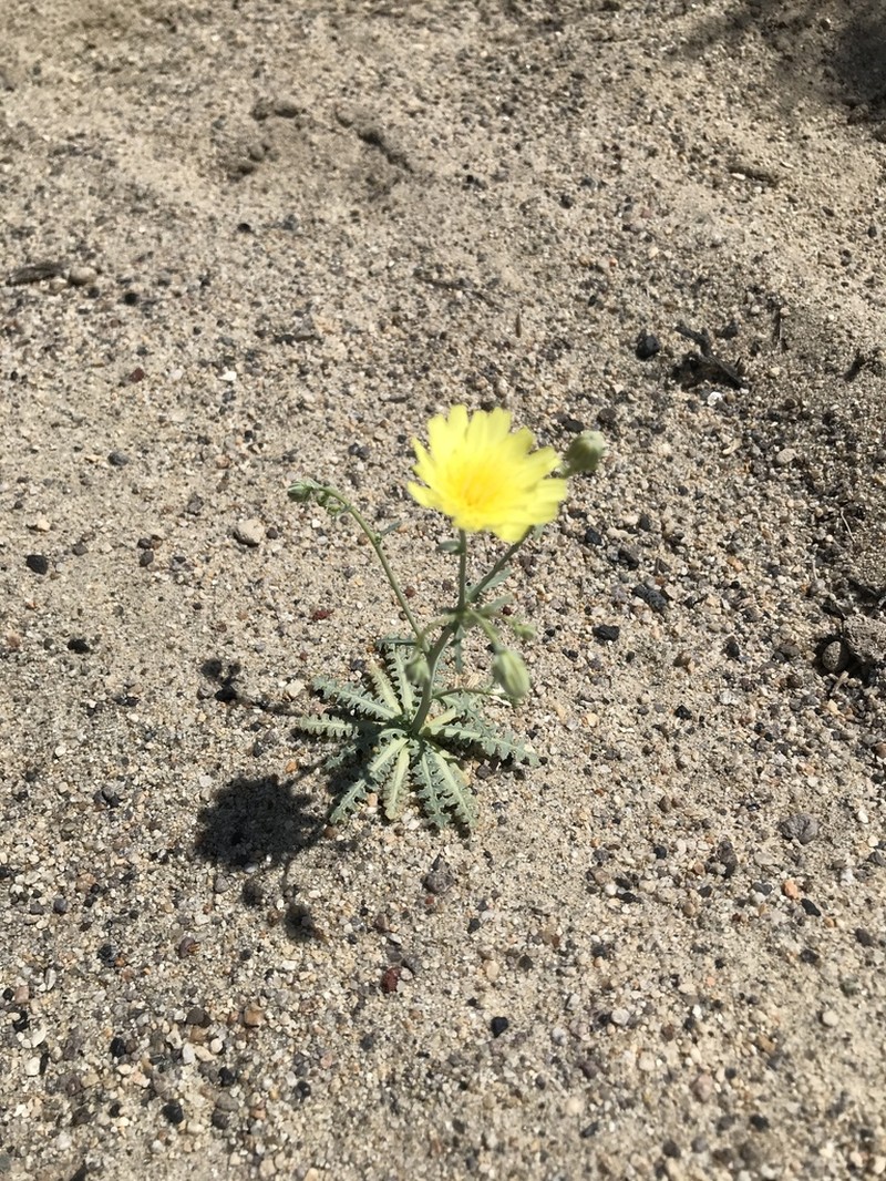 Torrey's Desertdandelion photo 4