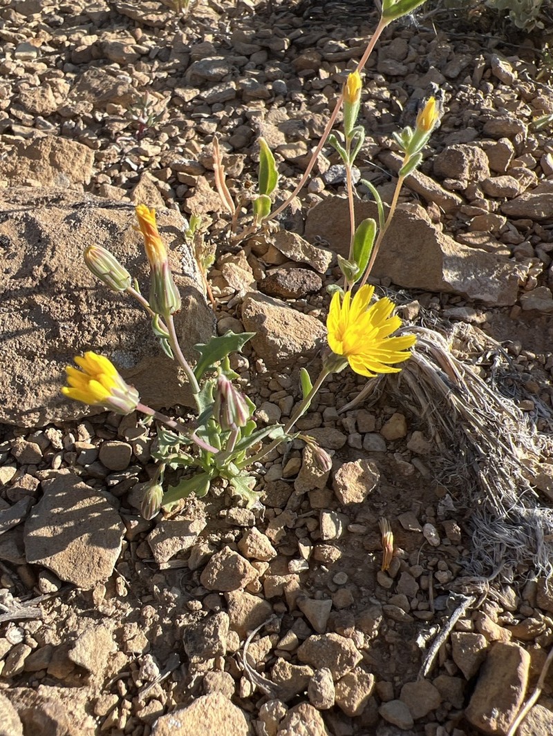 Torrey's Desertdandelion photo 5