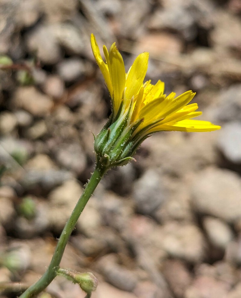 Torrey's Desertdandelion photo 6