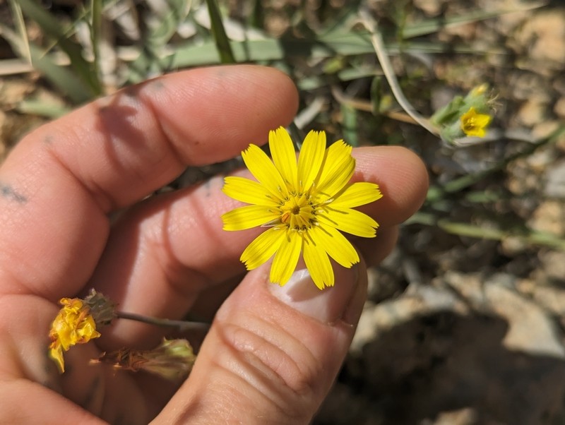 Torrey's Desertdandelion photo 7