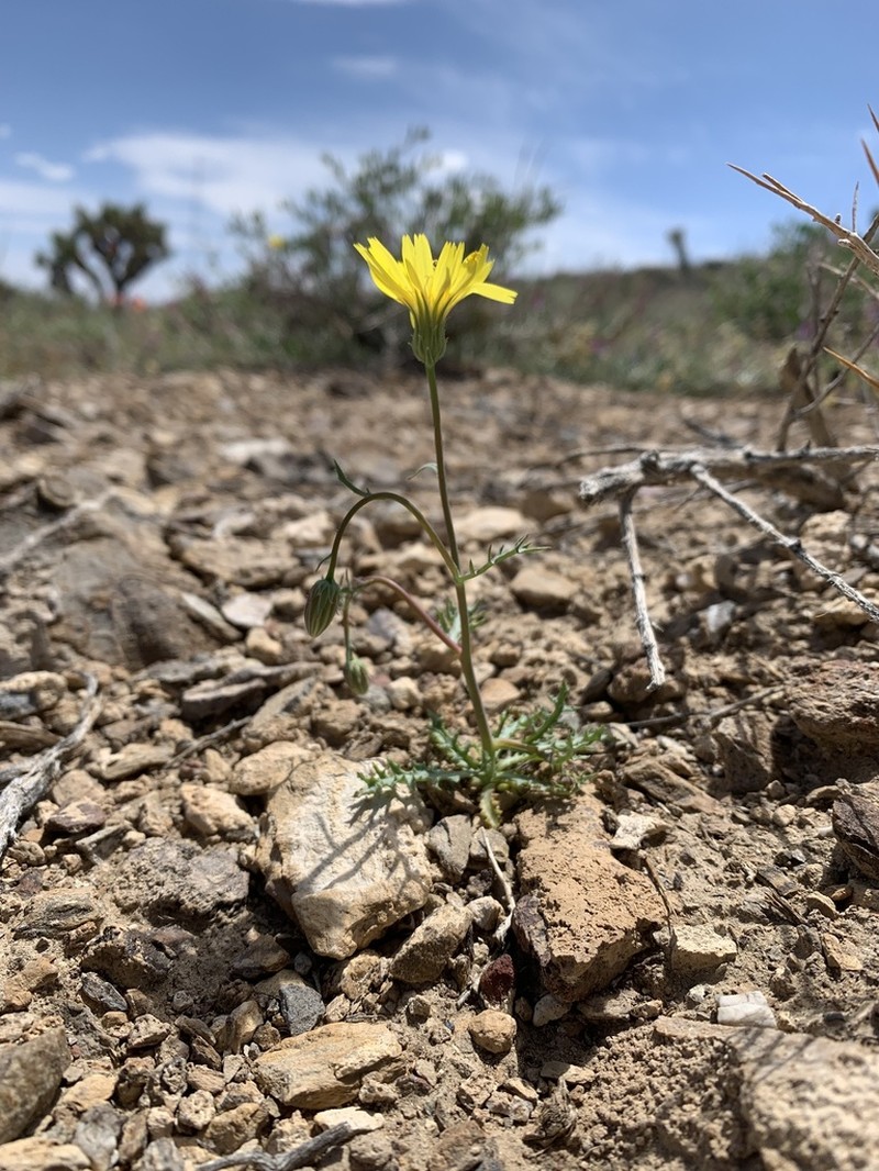Torrey's Desertdandelion photo 8