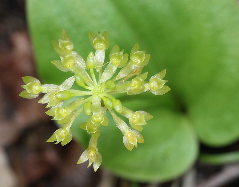 Huachuca Mountain Adder's-Mouth Orchid
