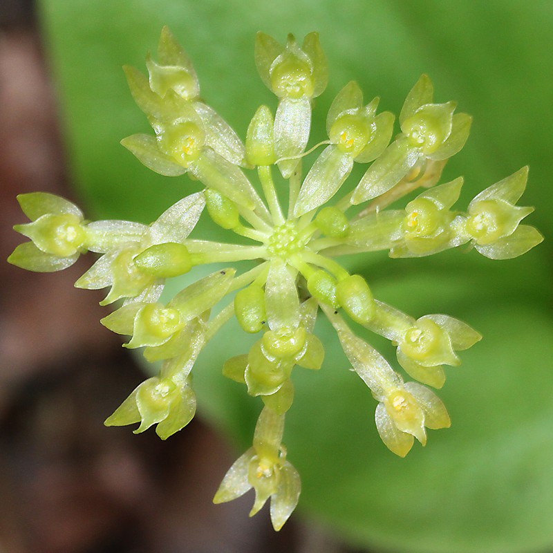 Huachuca Mountain Adder's-Mouth Orchid photo 2