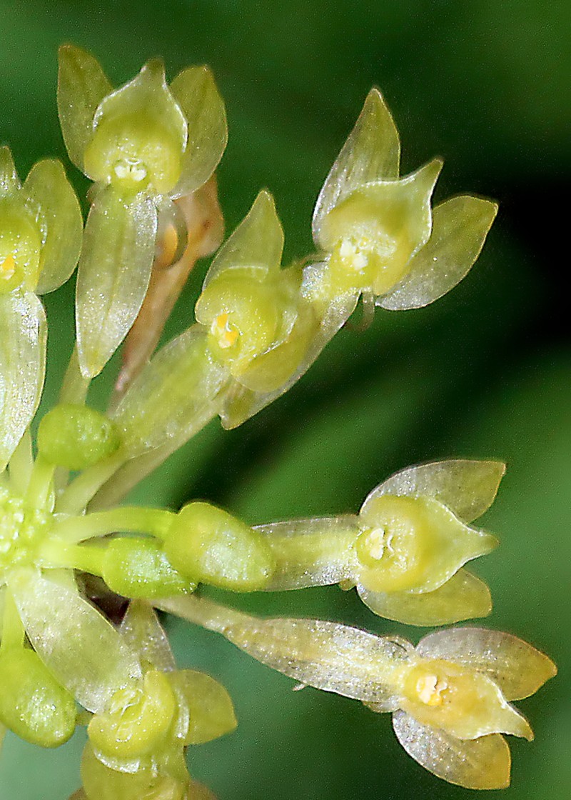 Huachuca Mountain Adder's-Mouth Orchid photo 3