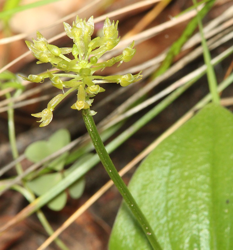 Huachuca Mountain Adder's-Mouth Orchid photo 4