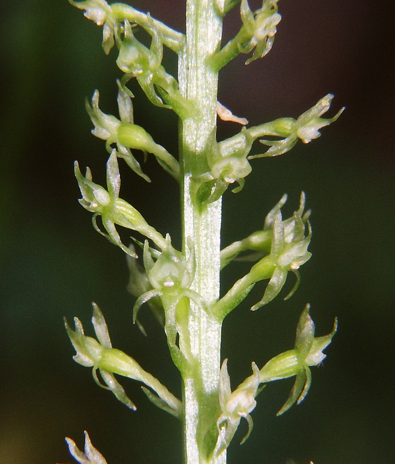Adder's-Mouth Orchid photo 2