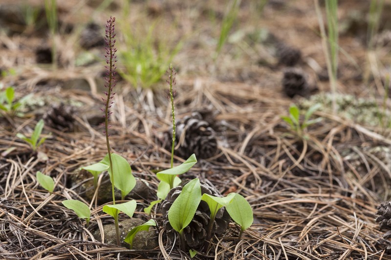 Cochise Adder's-Mouth Orchid photo 2