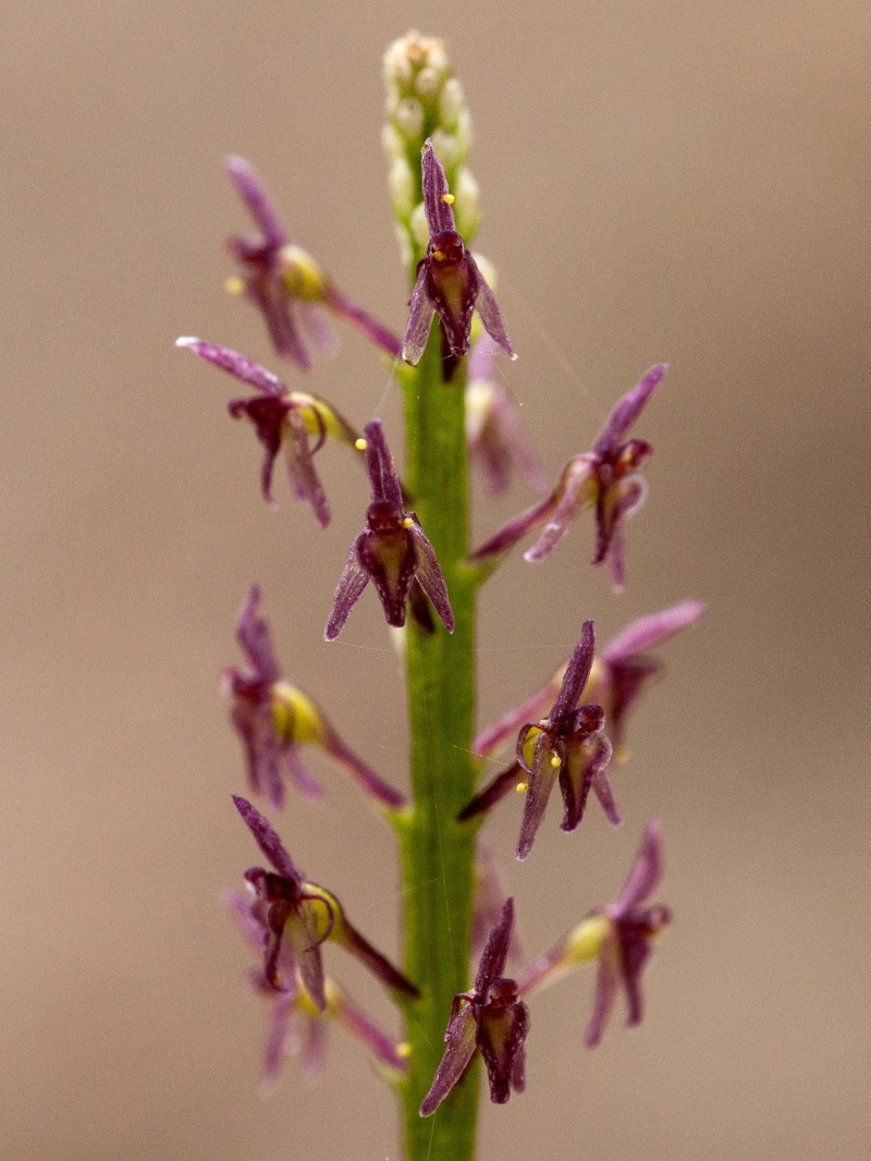 Cochise Adder's-Mouth Orchid photo 4