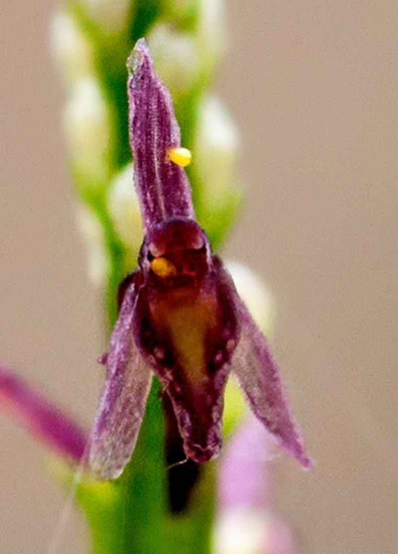 Cochise Adder's-Mouth Orchid