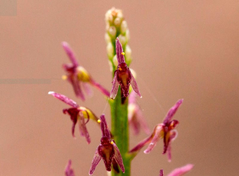 Cochise Adder's-Mouth Orchid photo 5