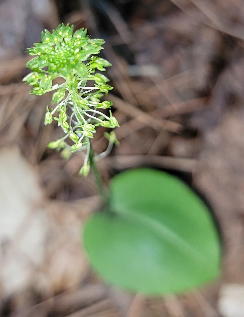 Green Adder's-Mouth Orchid photo 2