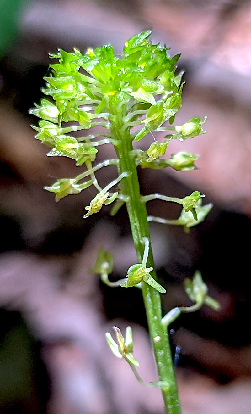 Green Adder's-Mouth Orchid photo 3
