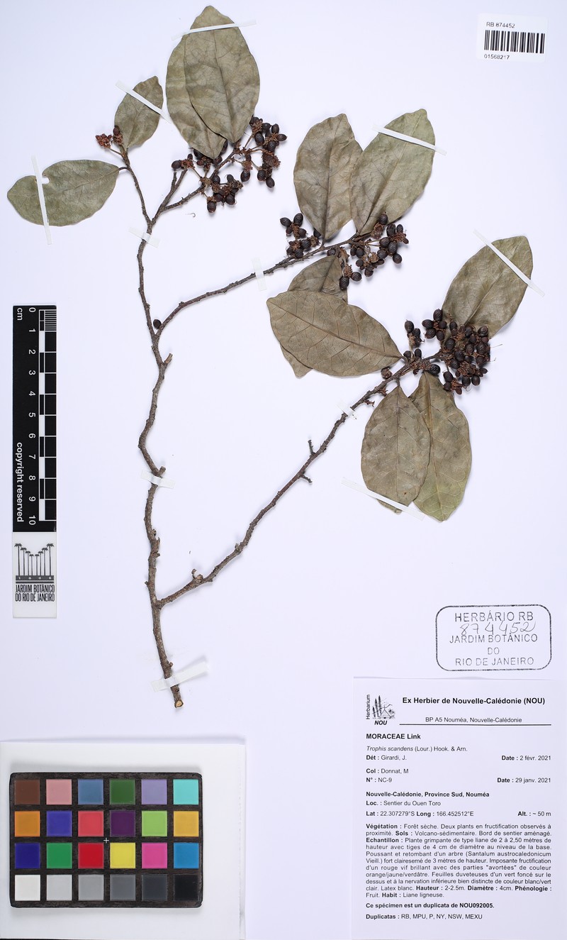 Malaisia scandens subsp. scandens