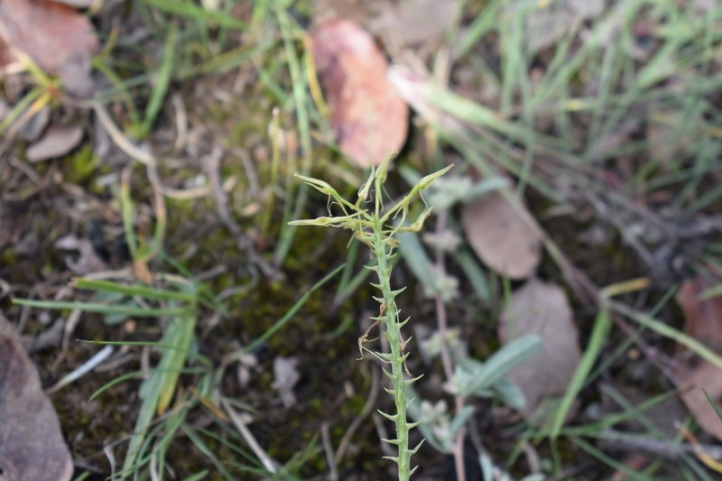 Malaxis abieticola