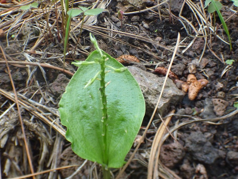 Malaxis abieticola photo 2