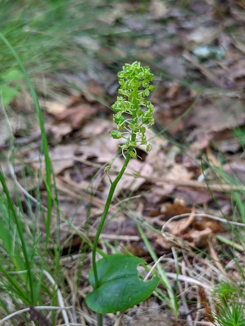 Bayard's Adder's-Mouth Orchid