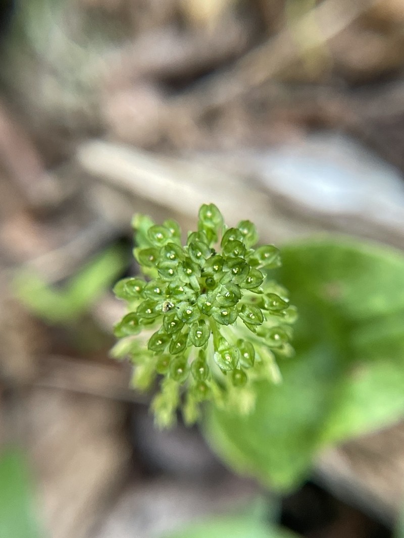 Bayard's Adder's-Mouth Orchid photo 2