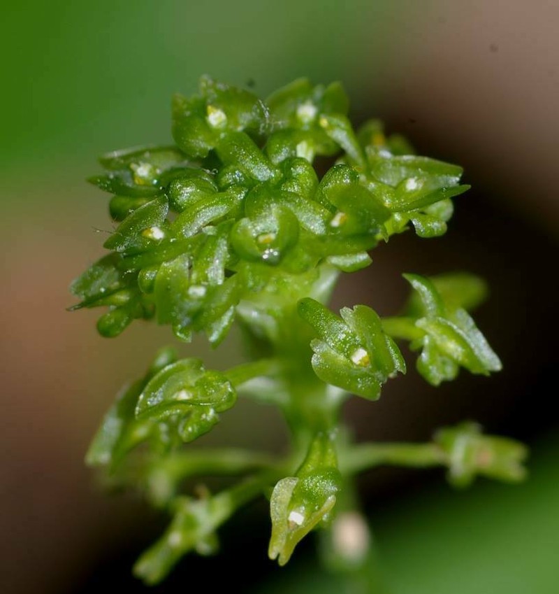 Bayard's Adder's-Mouth Orchid photo 3