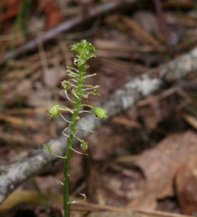 Bayard's Adder's-Mouth Orchid photo 4