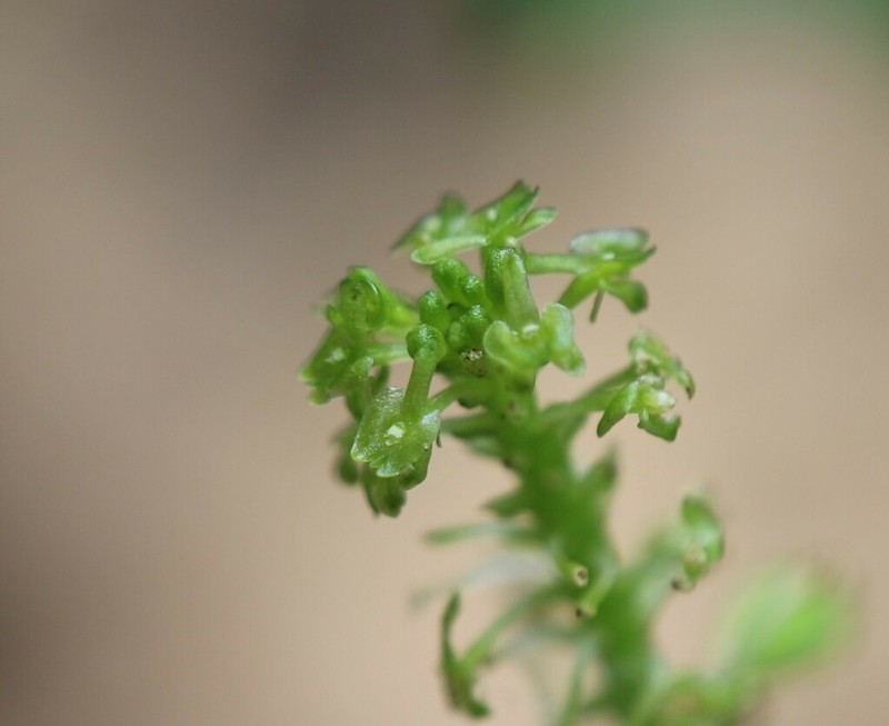 Bayard's Adder's-Mouth Orchid photo 5