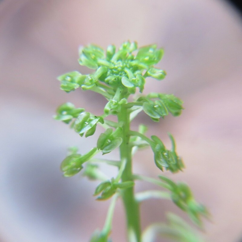 Bayard's Adder's-Mouth Orchid photo 6