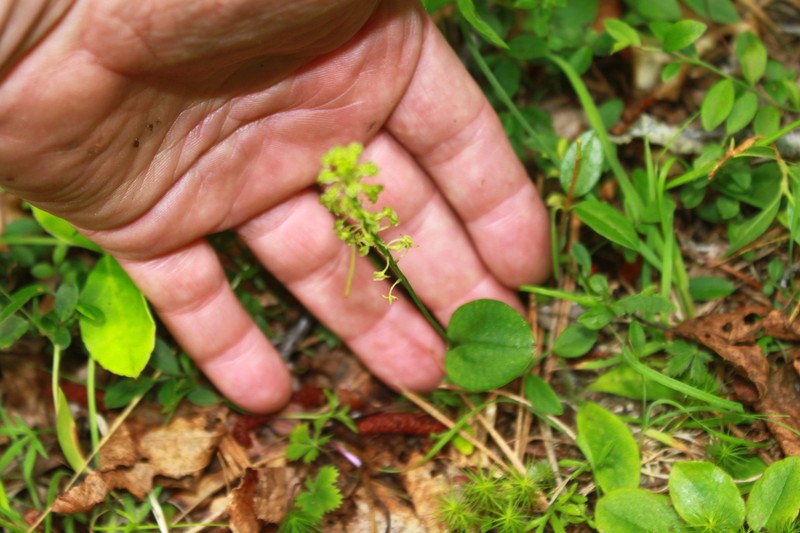Bayard's Adder's-Mouth Orchid photo 7