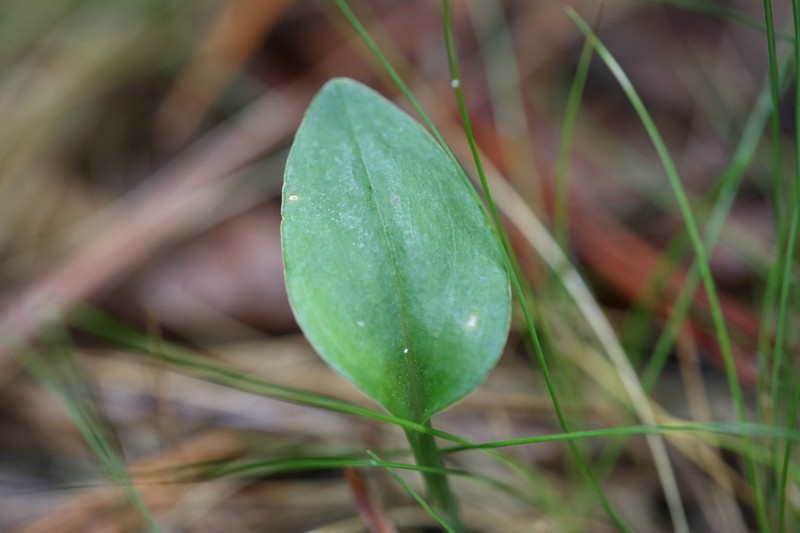Bayard's Adder's-Mouth Orchid photo 8