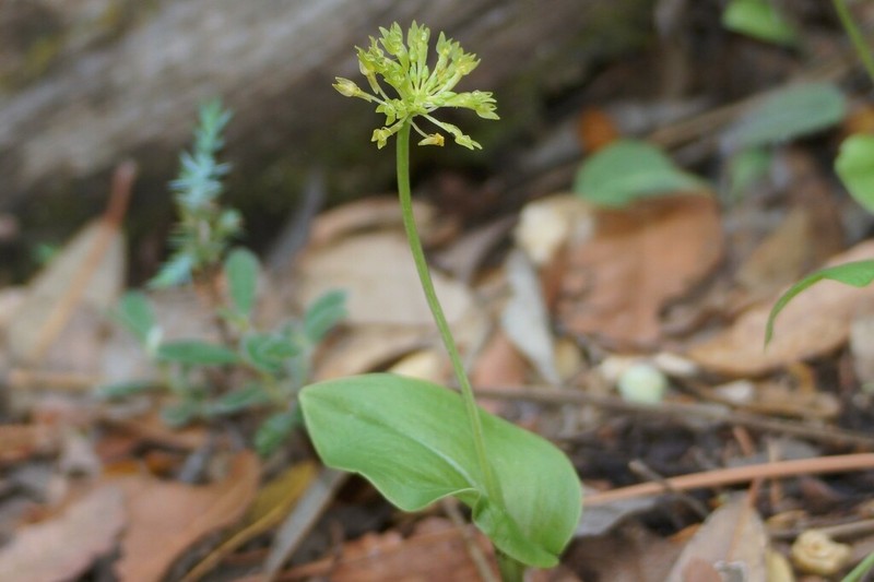 Huachuca Mountain Adder's-Mouth Orchid