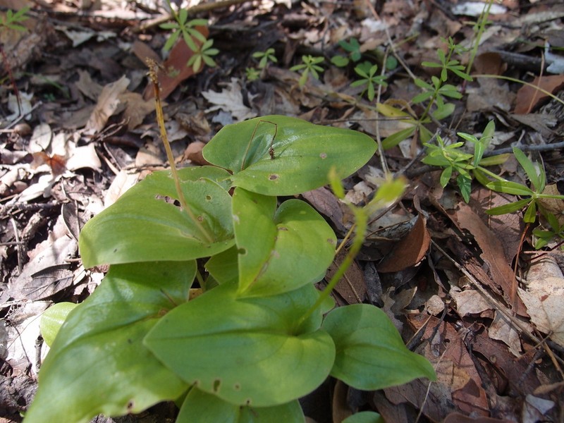 Huachuca Mountain Adder's-Mouth Orchid photo 2