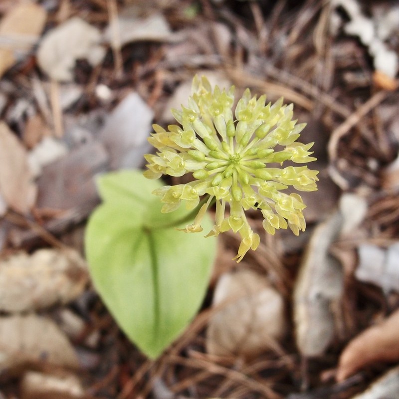 Huachuca Mountain Adder's-Mouth Orchid photo 3
