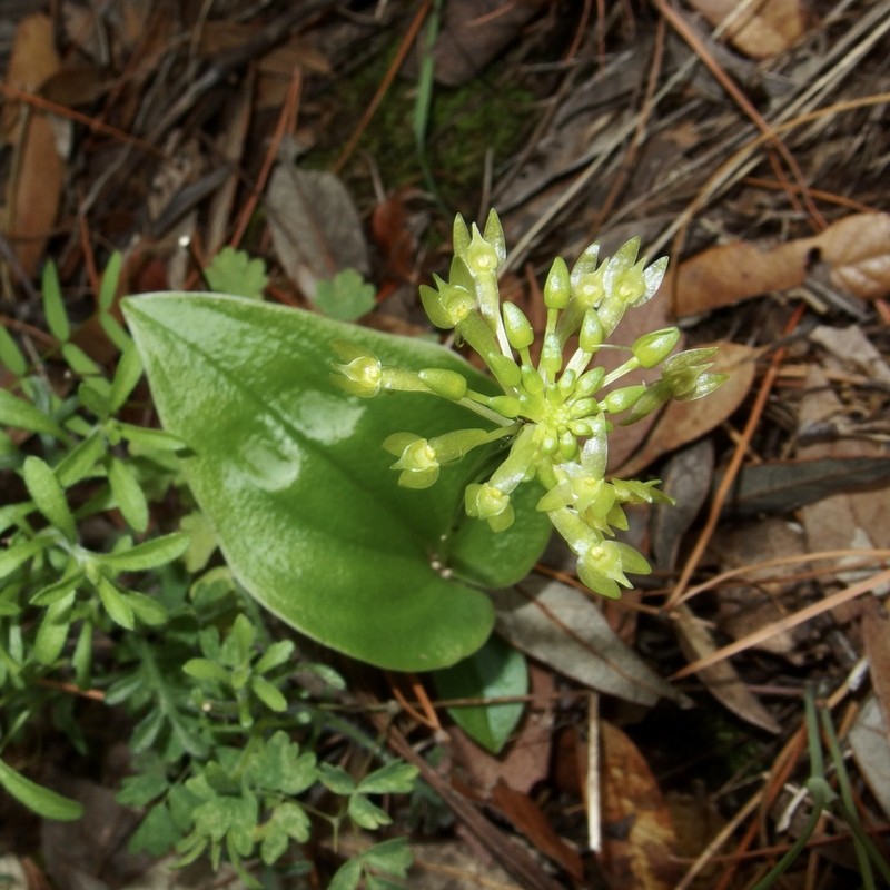 Huachuca Mountain Adder's-Mouth Orchid photo 4