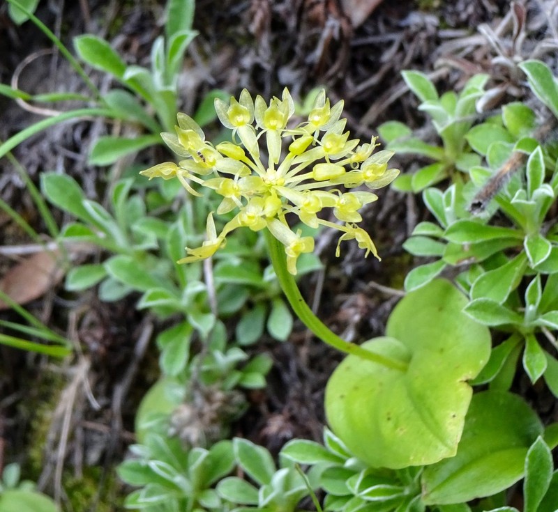 Huachuca Mountain Adder's-Mouth Orchid photo 5