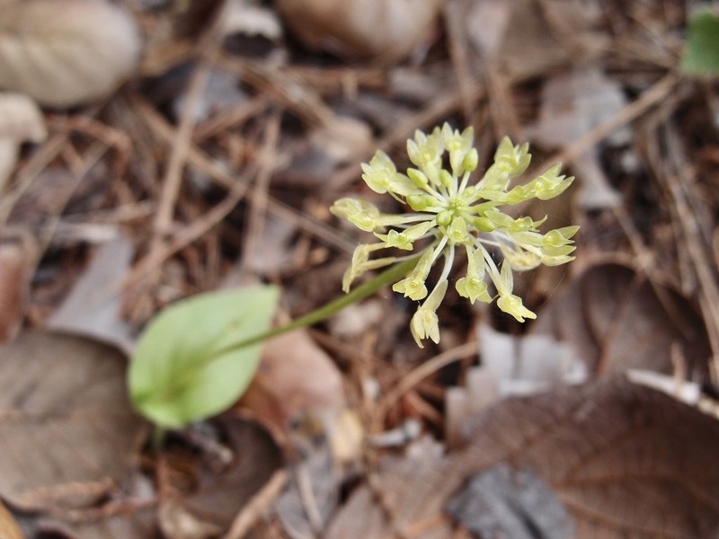 Huachuca Mountain Adder's-Mouth Orchid photo 6
