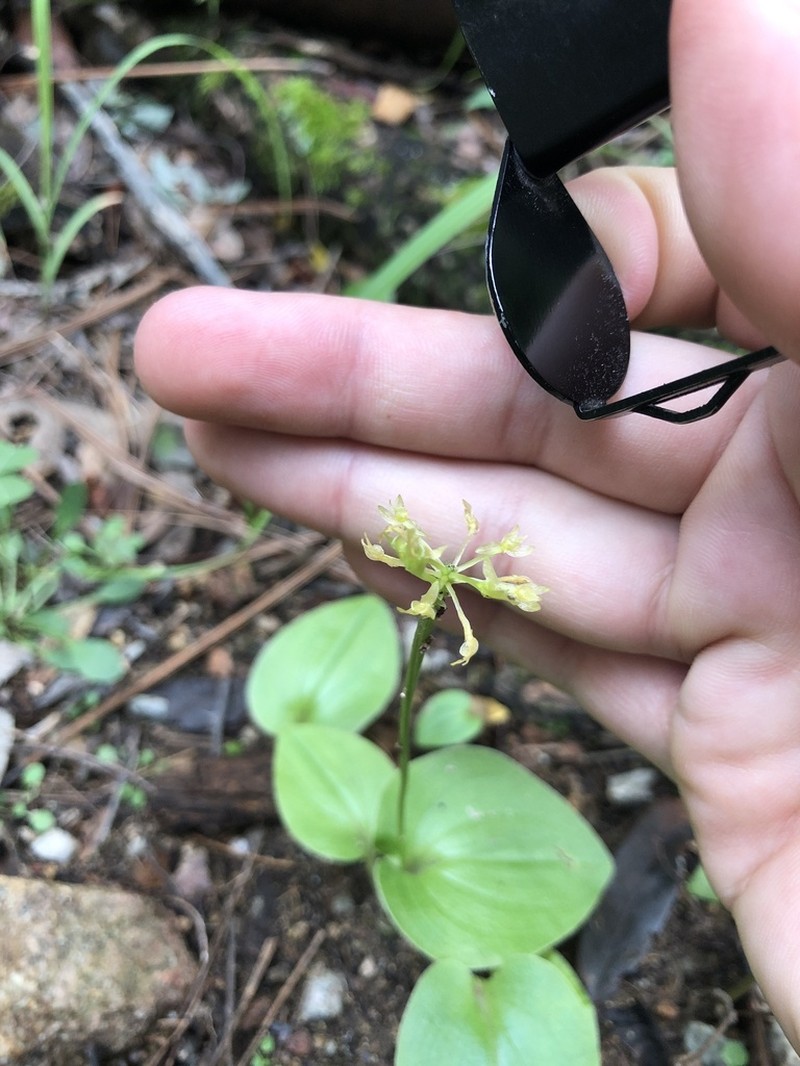 Huachuca Mountain Adder's-Mouth Orchid photo 7