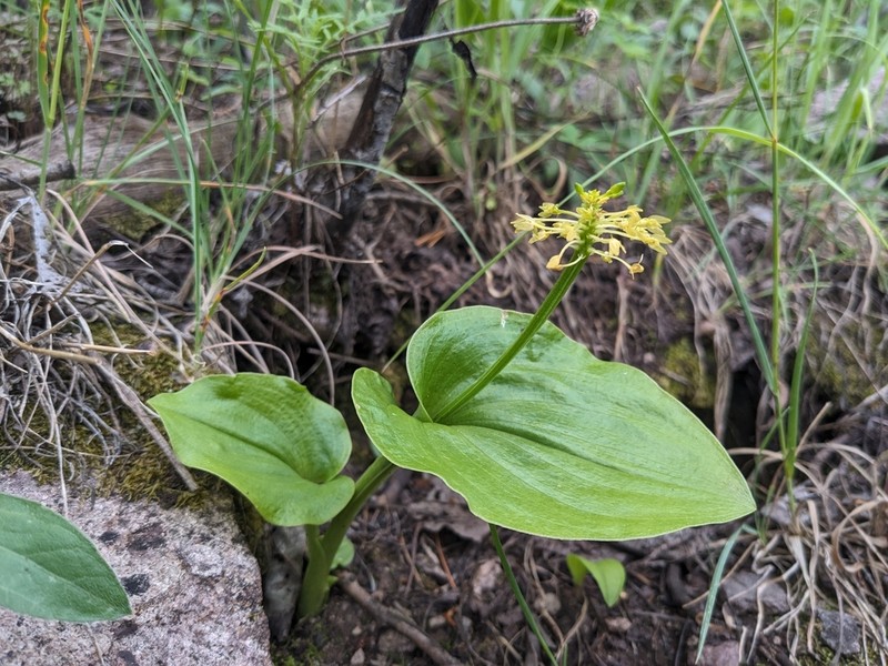 Huachuca Mountain Adder's-Mouth Orchid photo 8