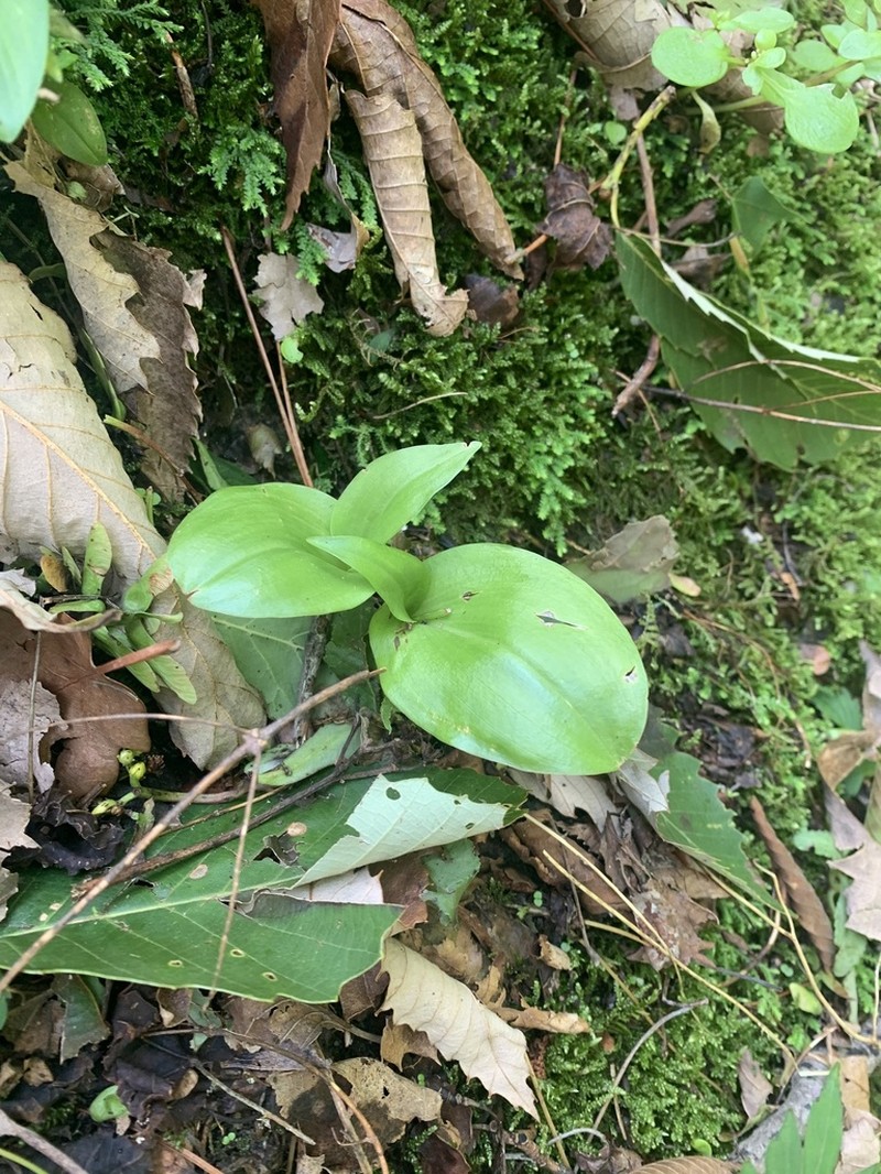 Malaxis henanensis