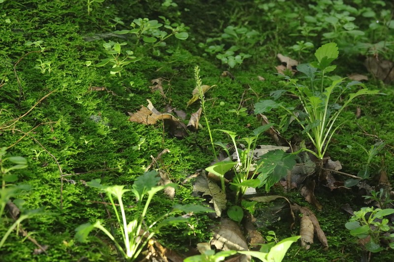 Malaxis henanensis photo 2