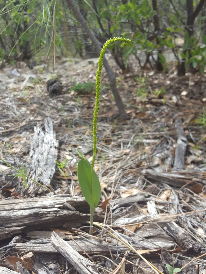 Chiricahua Adder's-Mouth Orchid
