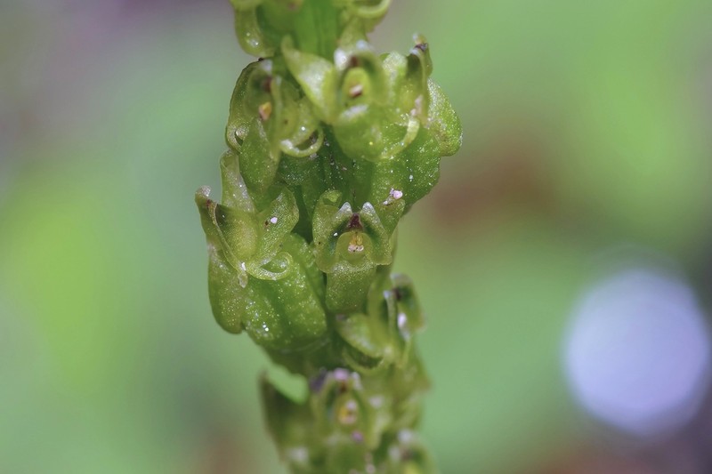 Chiricahua Adder's-Mouth Orchid