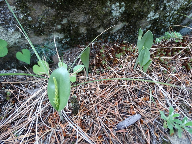 Chiricahua Adder's-Mouth Orchid photo 2