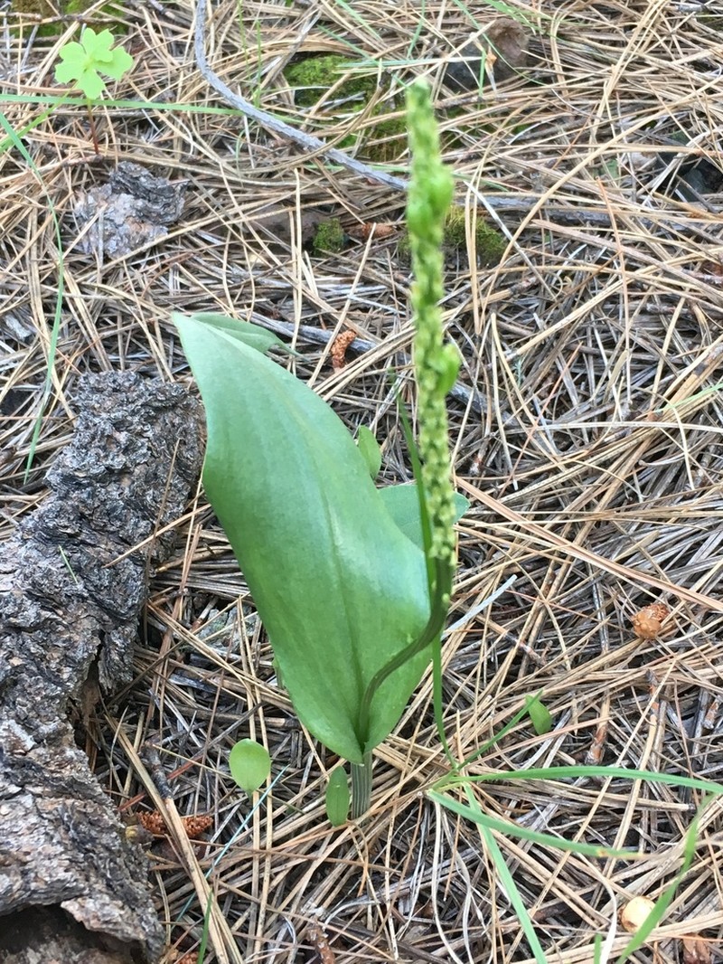 Chiricahua Adder's-Mouth Orchid photo 3